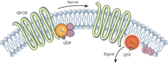 gpcr